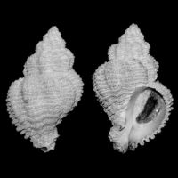 Coralliophila trigoi 